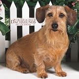 Wirehaired Dachshunds 2007 Calendar
