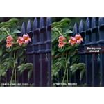 Topaz DeNoise (Mac & Windows)