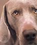 William Wegman Polaroids