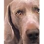 William Wegman Polaroids