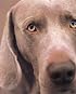 William Wegman Polaroids