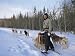 Dog Sledding with Aventure Inukshuk, Quebec, Canada Photographic Poster Print by Alison Wright, 24x18