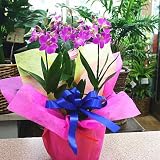 洋蘭 デンファレ キューティポワレ ピンク 3本立ち 陶器鉢植え 花 ギフト
