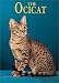   - The Ocicat (Learning About Cats)