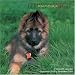 German Shepherd Puppies 2009 Wall Calendar