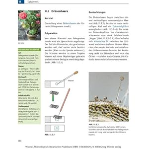 Mikroskopisch-botanisches Praktikum