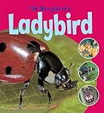 The life cycle of a ladybird