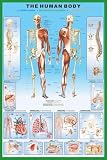 1art1 - 36800 - Poster - Le Corps Humain - Anatomie - 91 X 61 cm