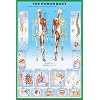1art1 36800 Der Menschliche Körper - Anatomie Poster (91 x 61 cm) 1art1 36800 Der Menschliche Körper - Anatomie Poster (91 x 61 cm)