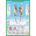 1art1 36800 Der Menschliche K�rper - Anatomie Poster (91 x 61 cm)