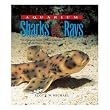Aquarium Sharks and Rays