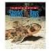 Aquarium Sharks and Rays