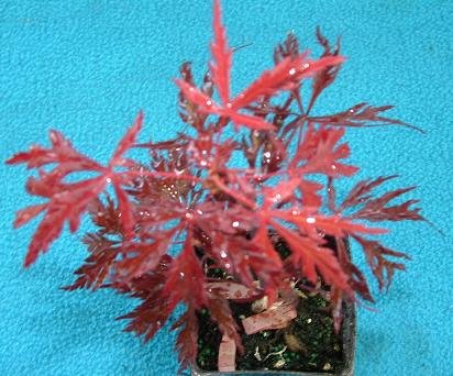 laceleaf japanese maple bonsai. RED Dragon Laceleaf Japanese