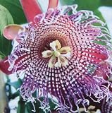 Eigenschaften fesaja-versand  / Königsgranadilla, Riesengranadilla / Passiflora quadrangularis (Saatgut, Samen)