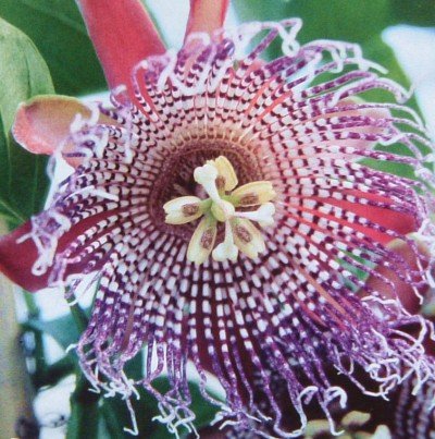 Königsgranadilla / Riesengranadilla (Saatgut, Samen)