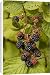 Canvas Prints of Blackberries in fruit from Ardea Wildlife Pets