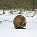 European Beaver ( Castor Fiber ) - 24
