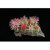 5 Pack Assorted Tillandsia Ionantha