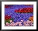 Tulips in Keukenhof Gardens, Amsterdam, Netherlands Framed Art Poster Print by Keren Su, 31x25