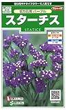 サカタのタネ 実咲花6489 スターチス 切り花用パープル 00906489-01