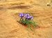 Desert Flowers - 36
