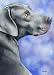 Weimaraner Dog Art Print Signed by Artist DJ Rogers
