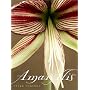 Amaryllis