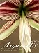 Book Amaryllis