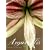 Amaryllis