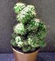 Ming Thing Cactus - Crested Cereus - Bizarre and Easy