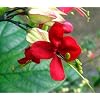 Red Bleeding Heart Vine Plant -Clerodendrum-Indoors/Out