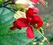 Red Bleeding Heart Vine Plant