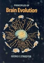 Brain Evolution