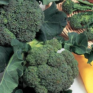Broccoli 