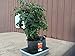 Root Pouch Grow Bag, 15 Gallon with Handle, 3-4 Year (Bundle of 10)