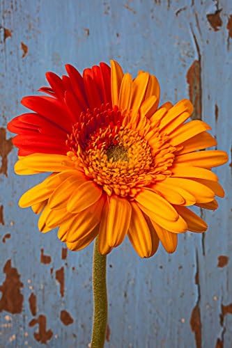 Two Color Gerbera Daisy Photograph Giclee Print on Canvas, Stretched and Framed, Modern Home Decoration Wall Art,12 By 16Inch,Ready To Hang