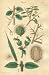 BARBS or PROTECTION on plant life, Plate 45 Illustration by John Miller Botanical Stu...