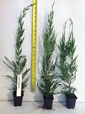 50 Leyland Cypress Trees 14-16 Inches Tall