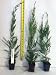 100 Leyland Cypress Trees 14-16 Inches Tall