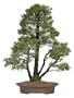 Brussel's Five Needle Pine Specimen Tree