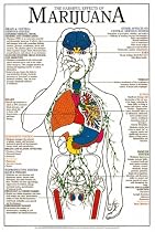 Harmful Effects of Marijuana Chart