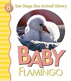 Baby Flamingo (San Diego Zoo Animal Library)