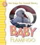 Baby Flamingo (San Diego Zoo Animal Library)