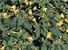 High Angle View of Marvel of Peru Flowers (Mirabilis Jalapa) Photographic Poster Print by C. Delu, 12x16