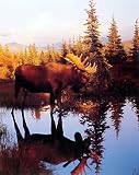 Animal Alaska Moose Big Rack Sunset Art Poster Print - 16