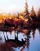Animal Alaska Moose Big Rack Sunset Art Poster Print - 16