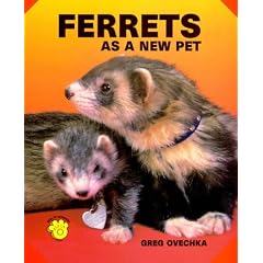 Ferrets As a New Pet
