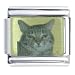 american shorthair - American Shorthair Photo Italian Charm
