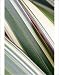 Photographic Prints of Phormium leaves from Science Photo Library