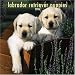 Labrador Retriever Puppies 2006 Calendar